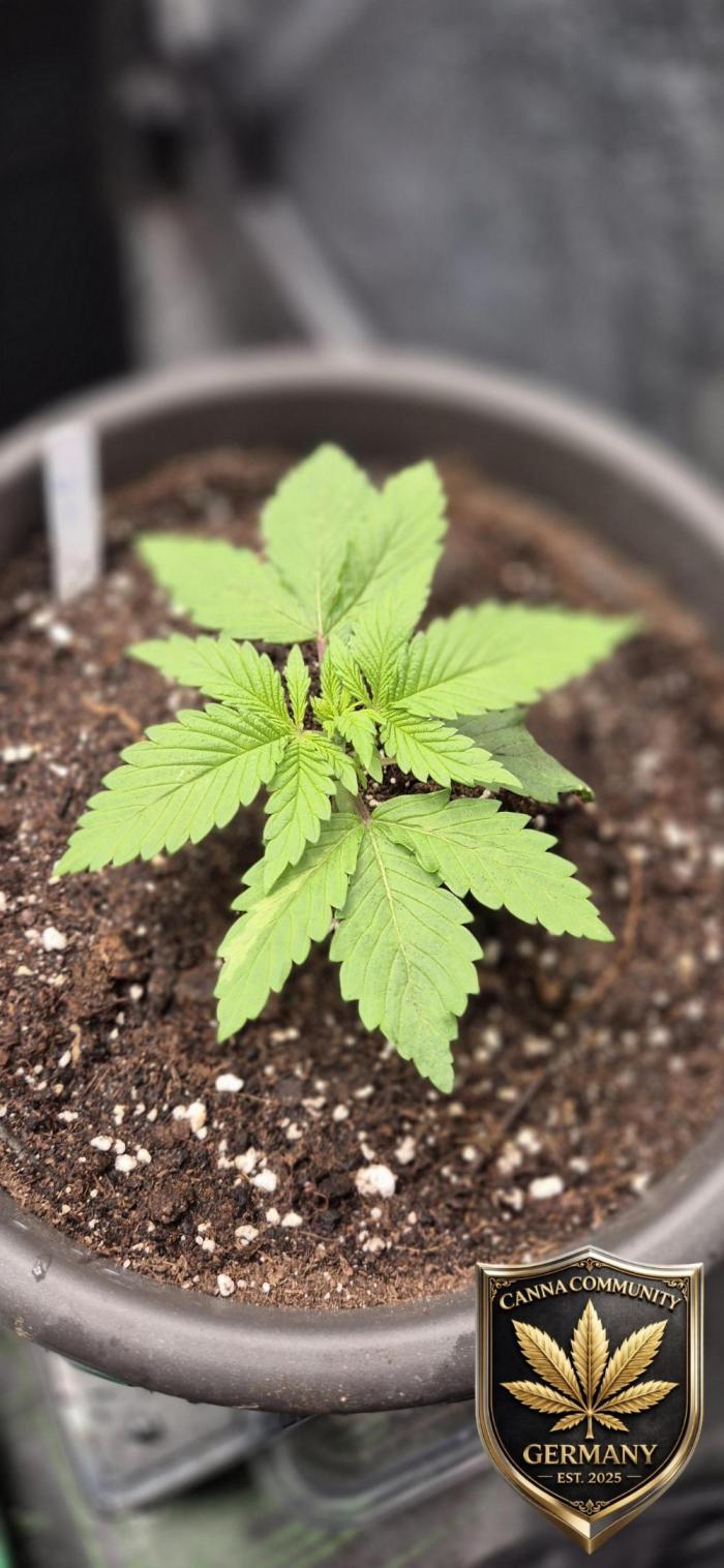Ganja Farmer Seedtest RS11 B. Week 3