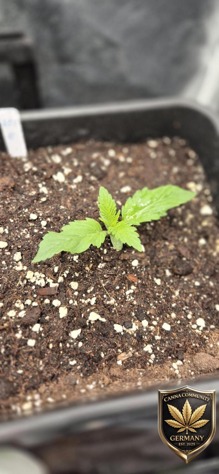 Ganja Farmer Seedtest RS11 C. Week 2
