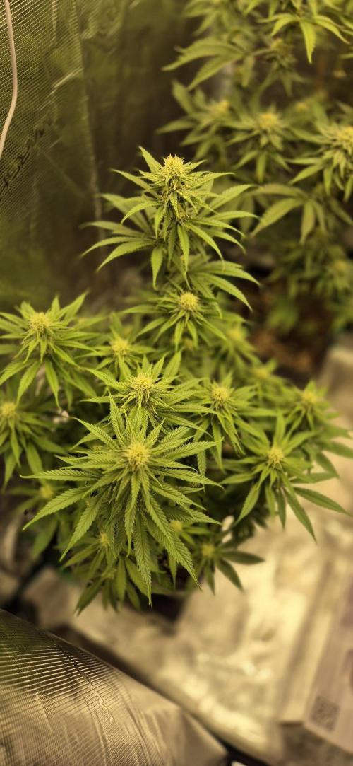 wintergrow. Week 12