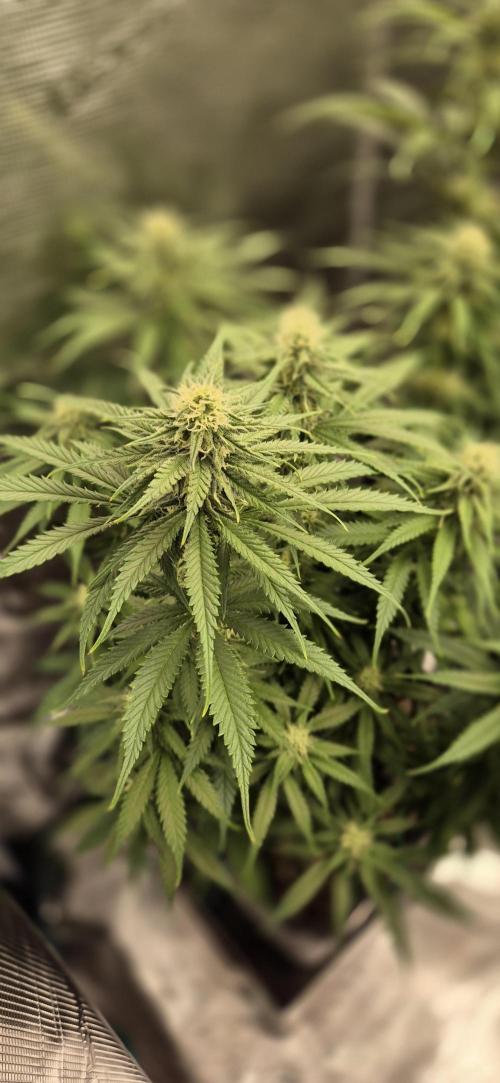 wintergrow. Week 12