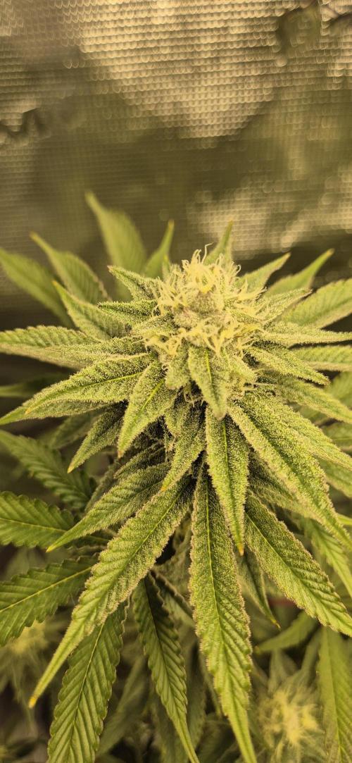wintergrow. Week 12