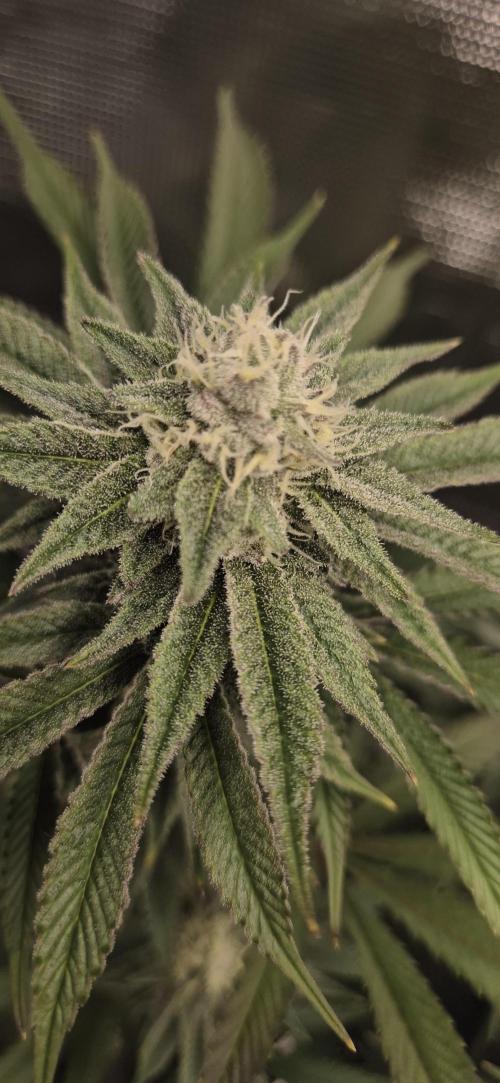wintergrow. Week 12