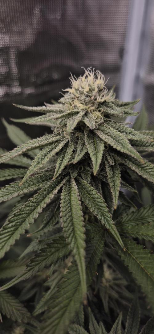 wintergrow. Week 12