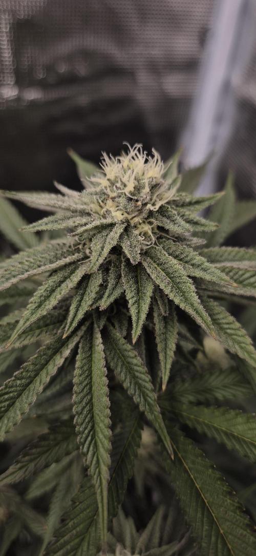 wintergrow. Week 12