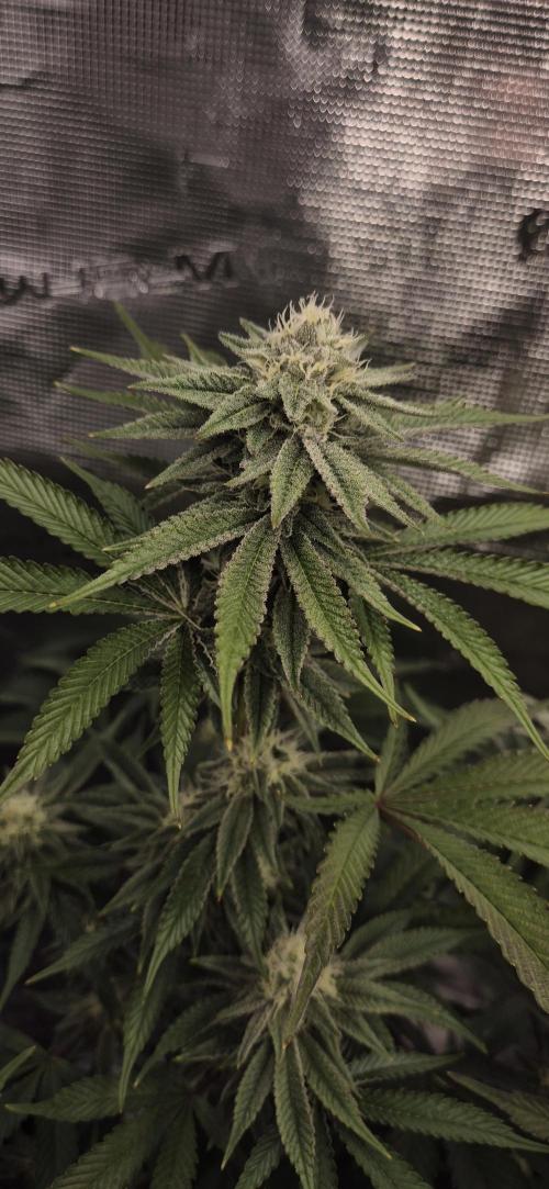 wintergrow. Week 12