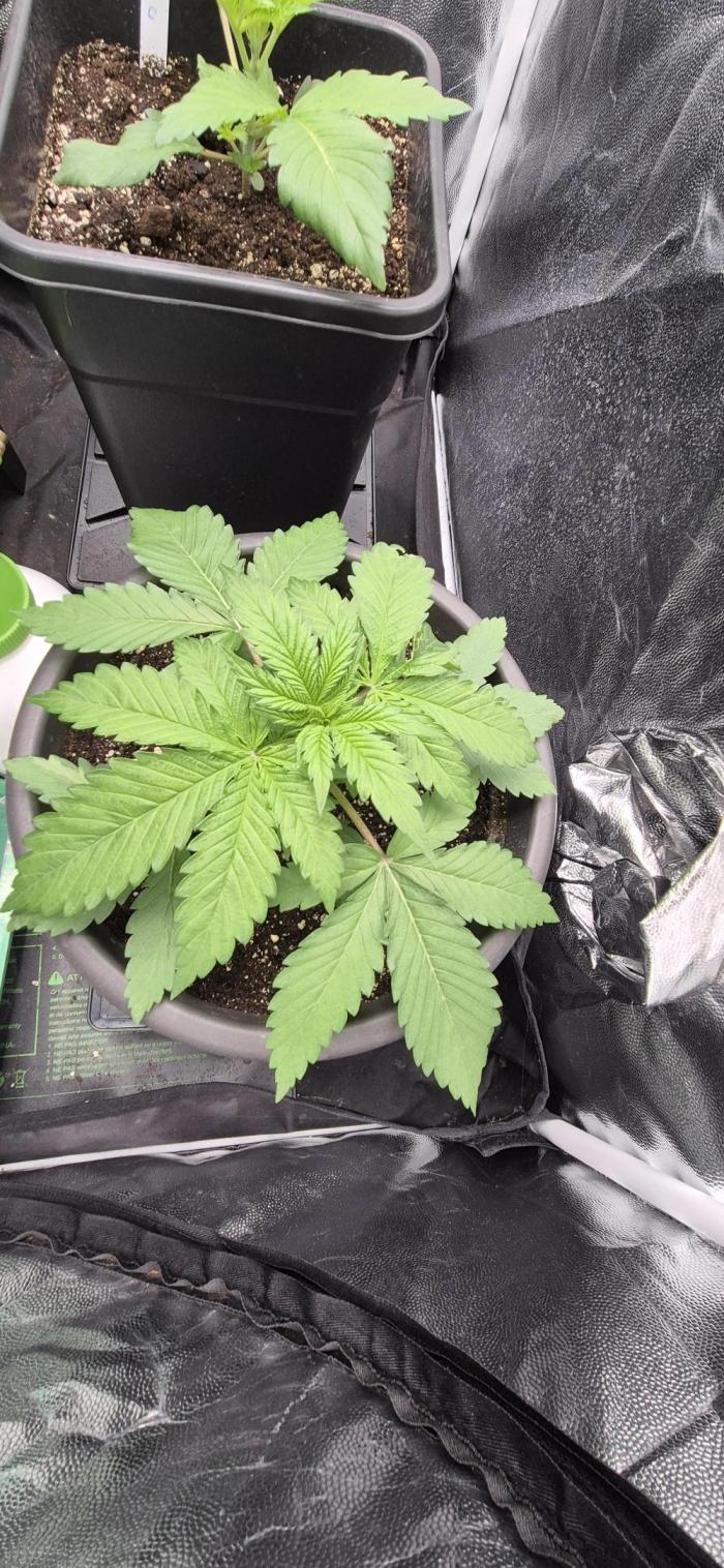 Ganja Farmer Seedtest RS11 B. Week 4