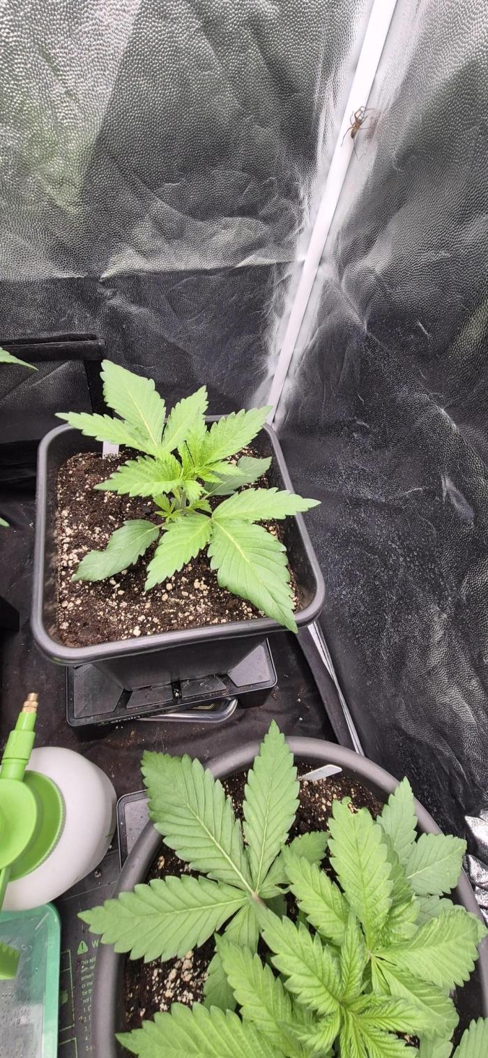 Ganja Farmer Seedtest RS11 C. Week 3