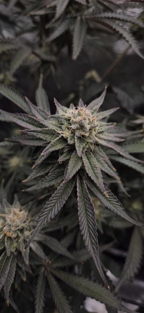wintergrow. Week 13