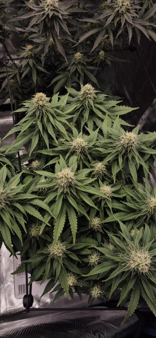 wintergrow. Week 13