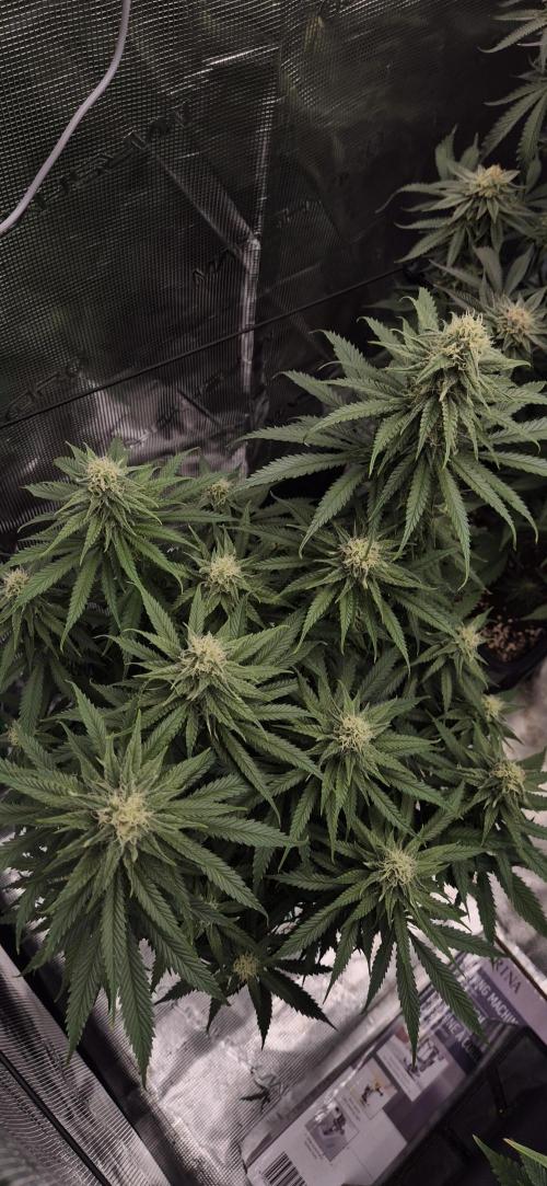wintergrow. Week 13