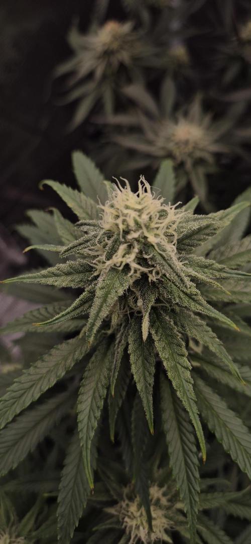 wintergrow. Week 13