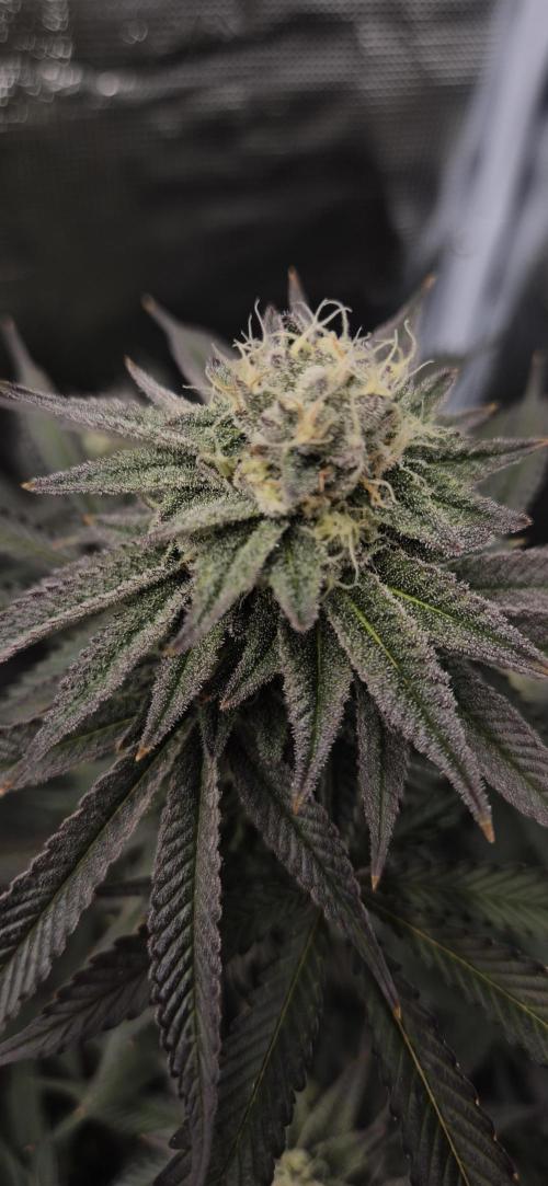 wintergrow. Week 13