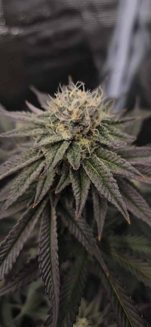 wintergrow. Week 13