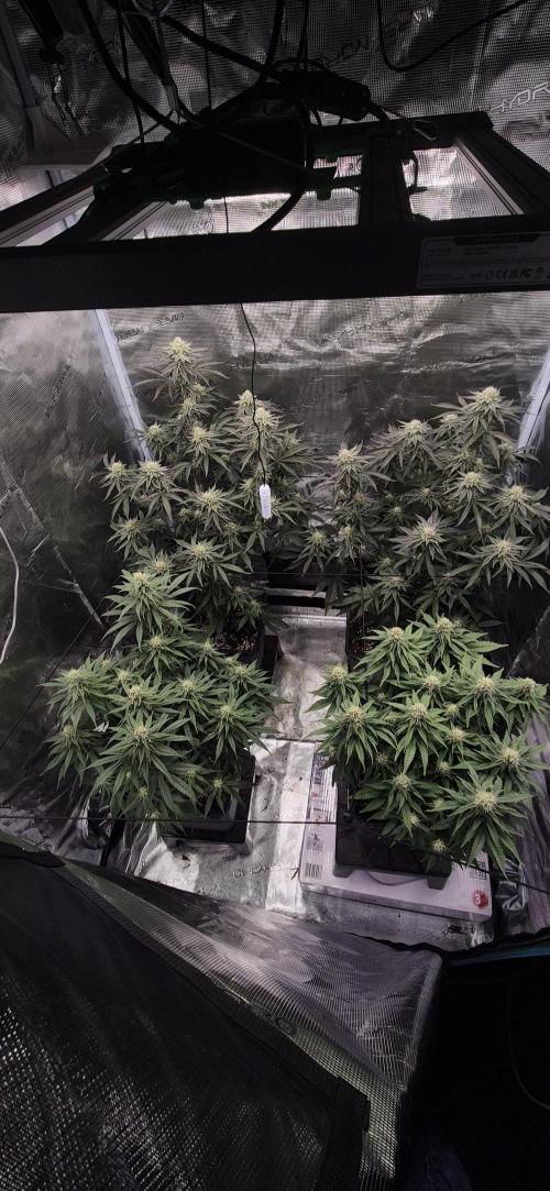 wintergrow. Week 13