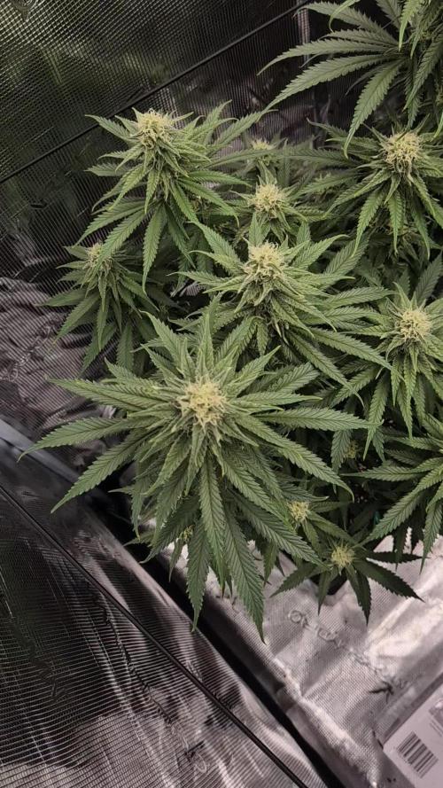 wintergrow