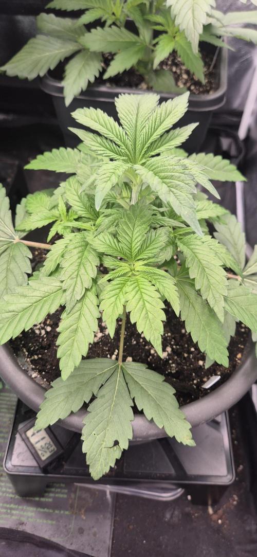 Ganja Farmer Seedtest RS11 B. Week 5