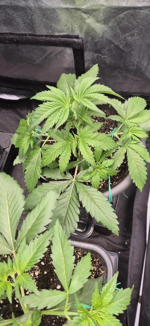 Ganja Farmer Seedtest RS11 B. Week 5