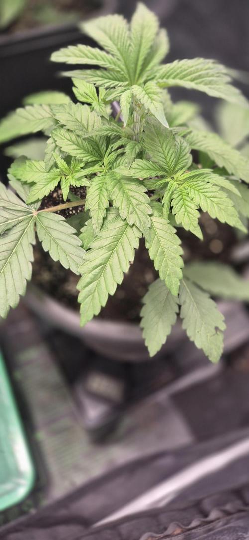 Ganja Farmer Seedtest RS11 B. Week 5
