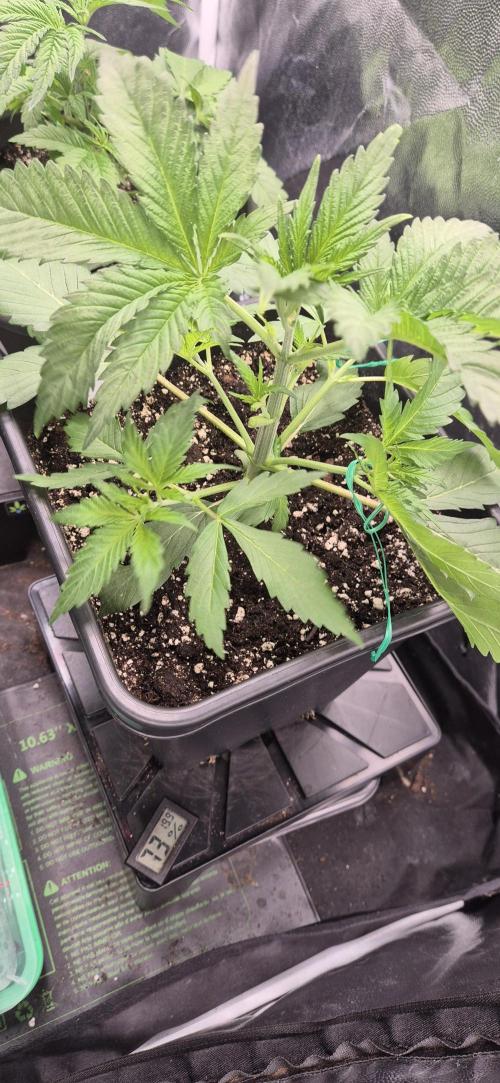Ganja Farmer Seedtest RS11 C. Week 4
