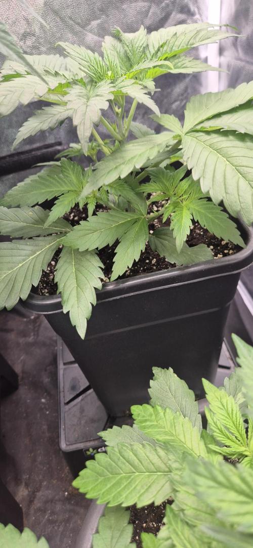 Ganja Farmer Seedtest RS11 C. Week 4