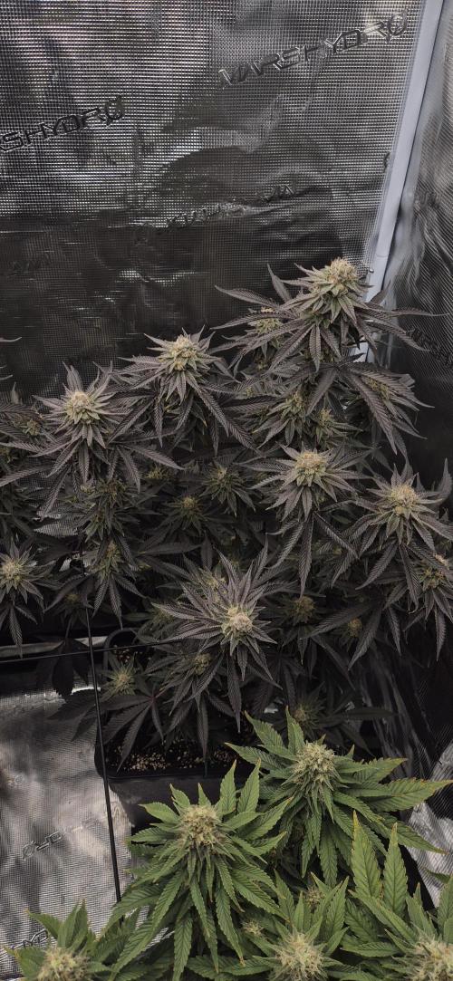 wintergrow. Week 14