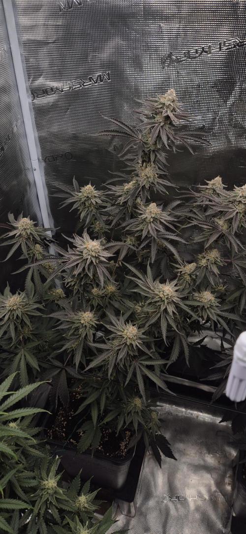 wintergrow. Week 14