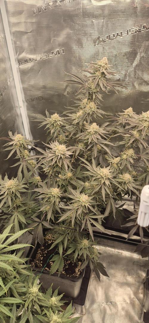wintergrow. Week 14
