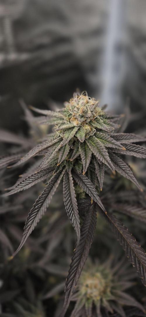 wintergrow. Week 14