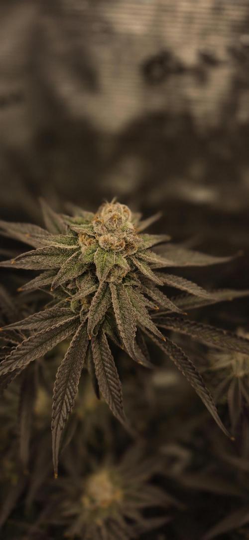 wintergrow. Week 14