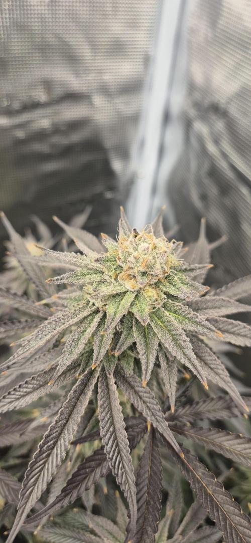 wintergrow. Week 14