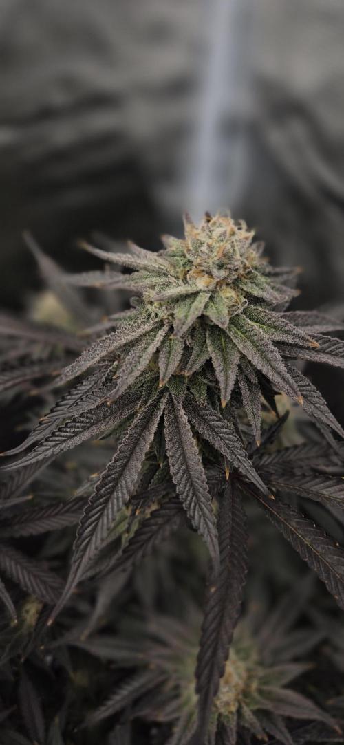wintergrow. Week 14