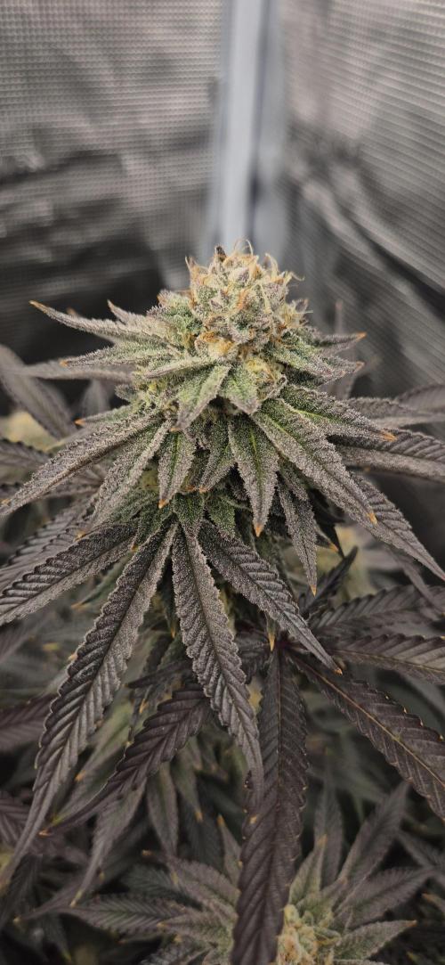 wintergrow. Week 14