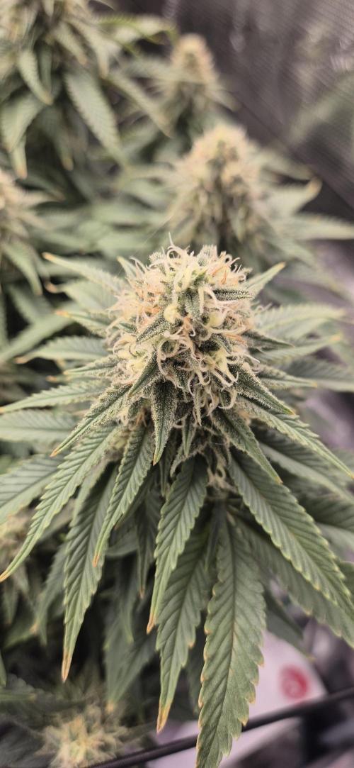wintergrow. Week 14