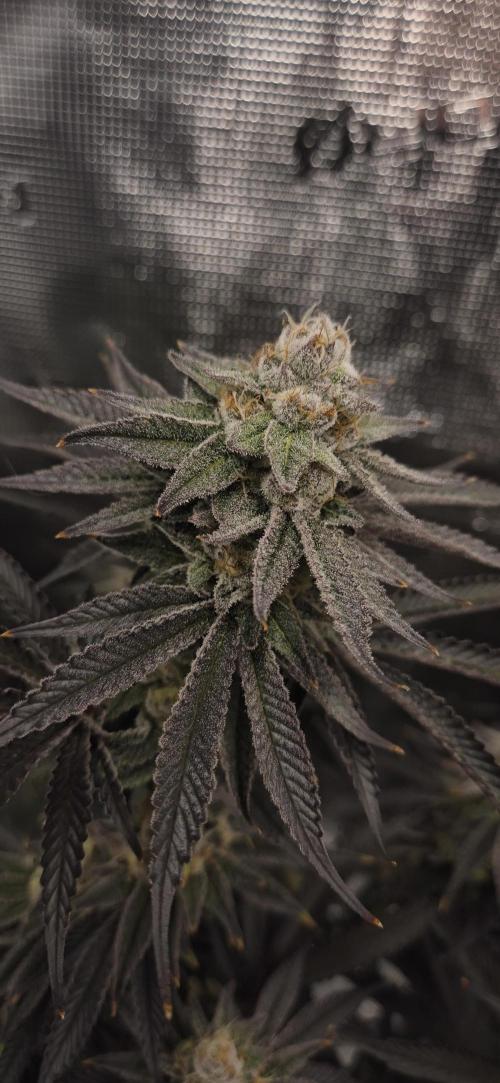 wintergrow. Week 14