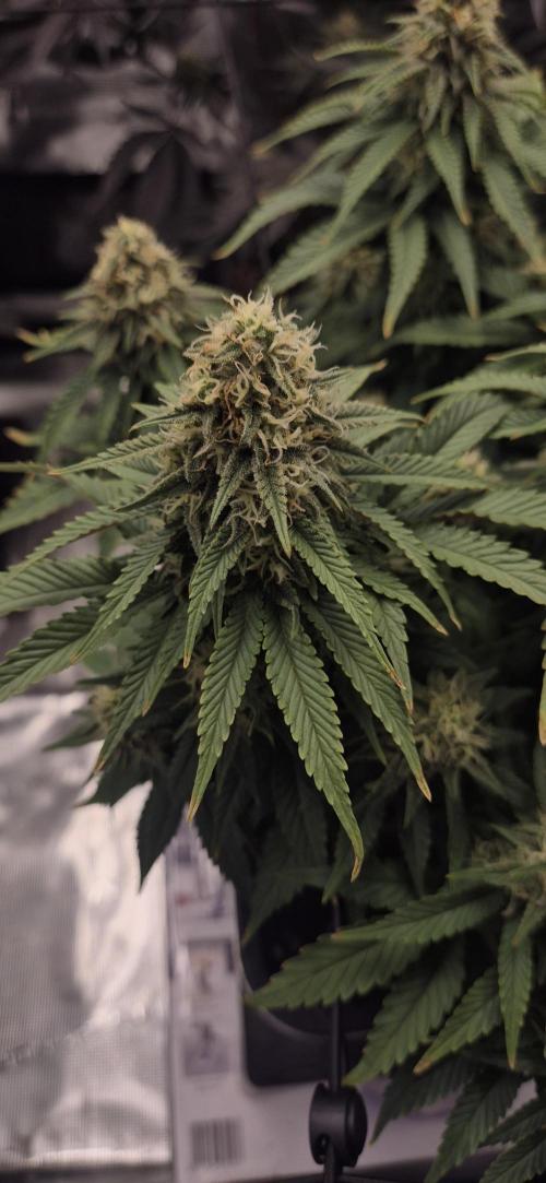wintergrow. Week 14