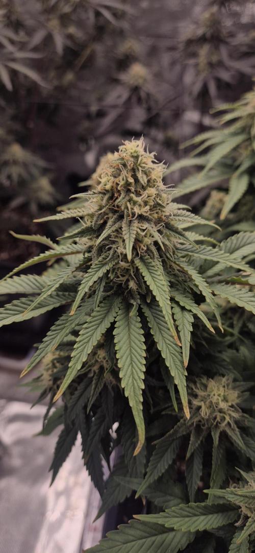 wintergrow. Week 14