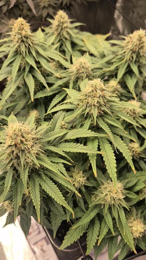 wintergrow