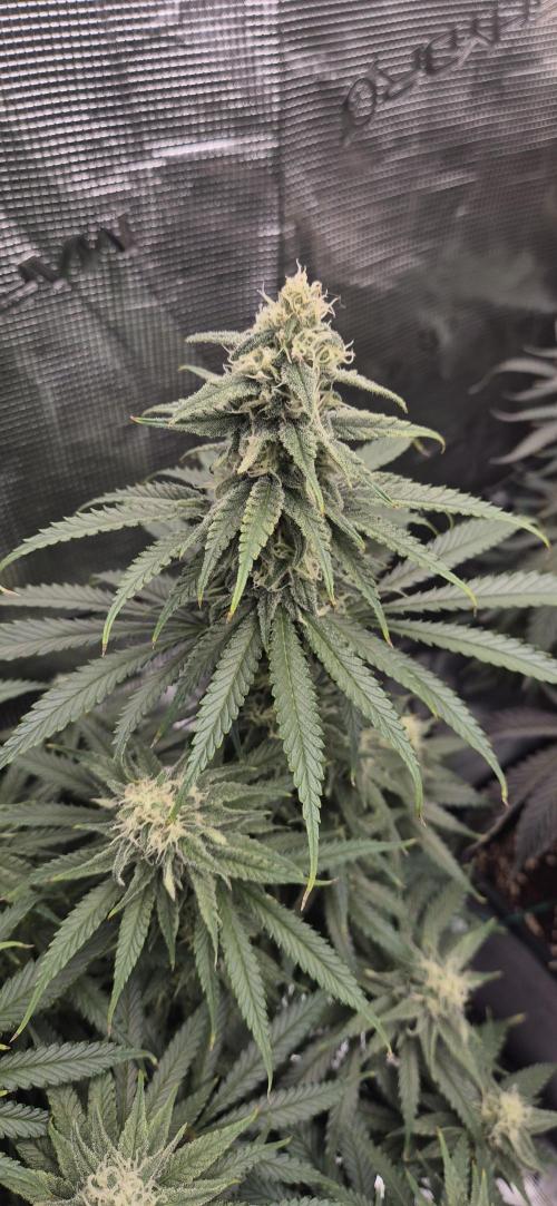 Roswell Code. Week 14