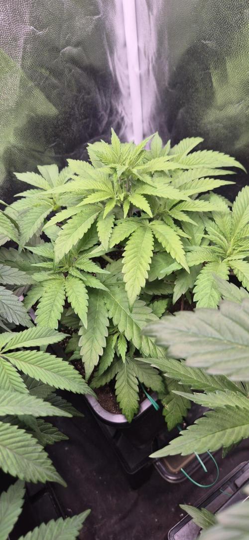 Ganja Farmer Seedtest RS11 B. Week 6