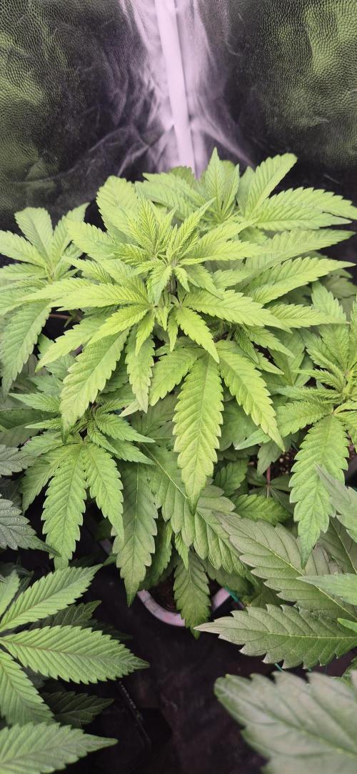 Ganja Farmer Seedtest RS11 B. Week 6