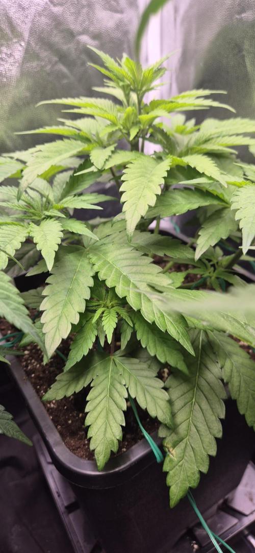 Ganja Farmer Seedtest RS11 B. Week 6