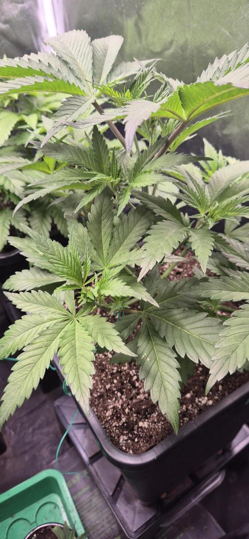 Ganja Farmer Seedtest RS11 C. Week 5
