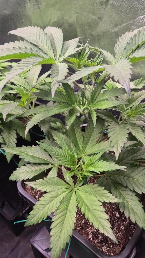 Ganja Farmer Seedtest RS11 C