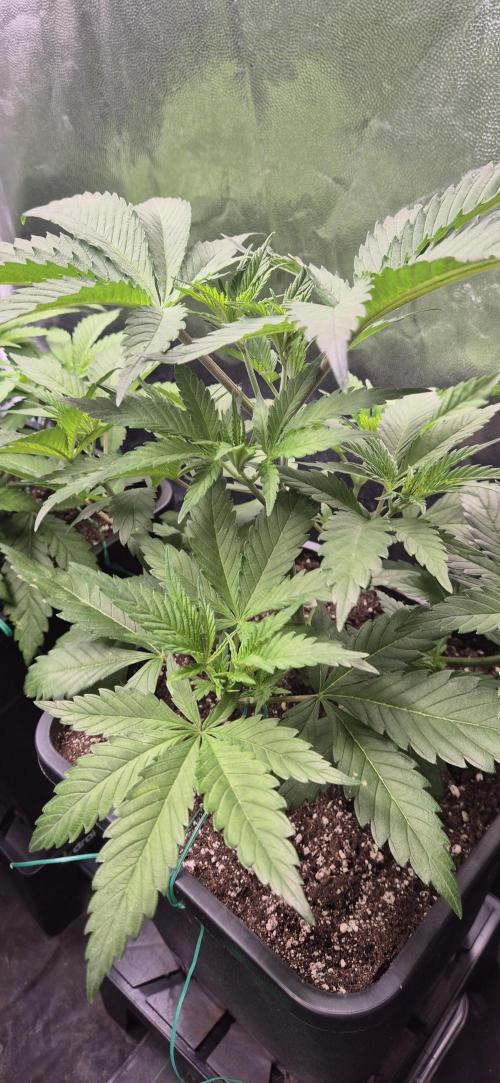 Ganja Farmer Seedtest RS11 C. Week 5