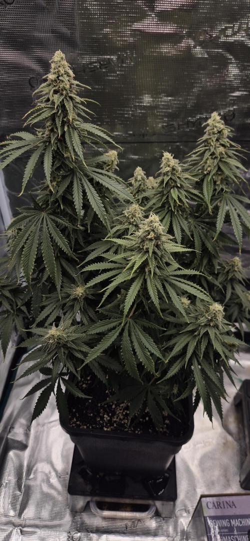 wintergrow. Week 15