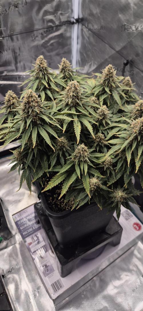 wintergrow. Week 15