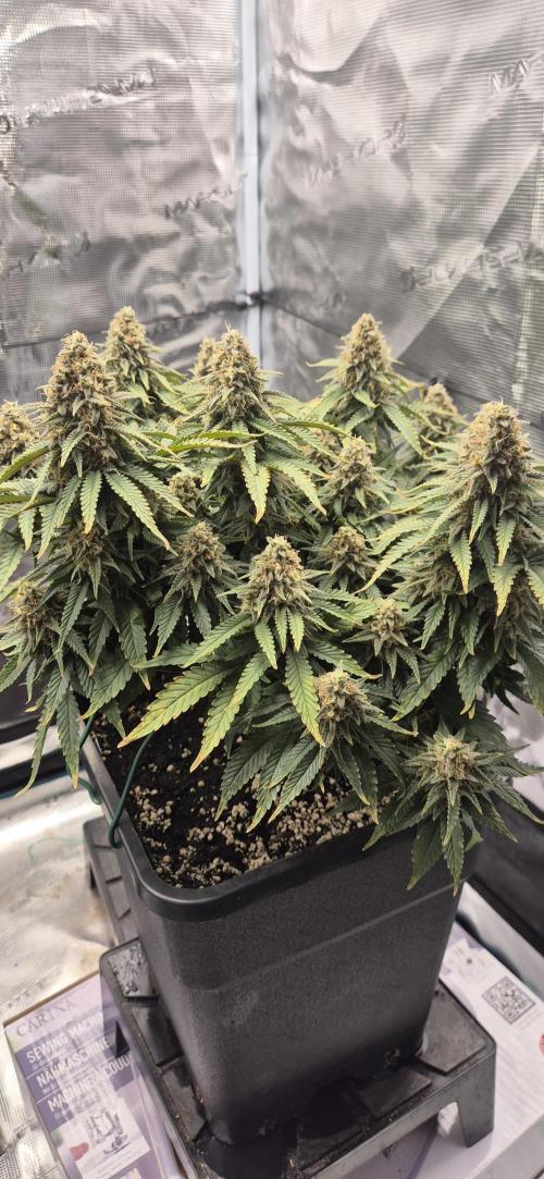 wintergrow. Week 15