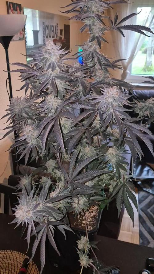 wintergrow