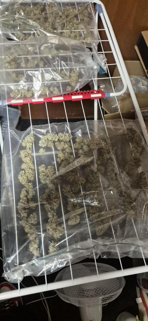 wintergrow. Week 15