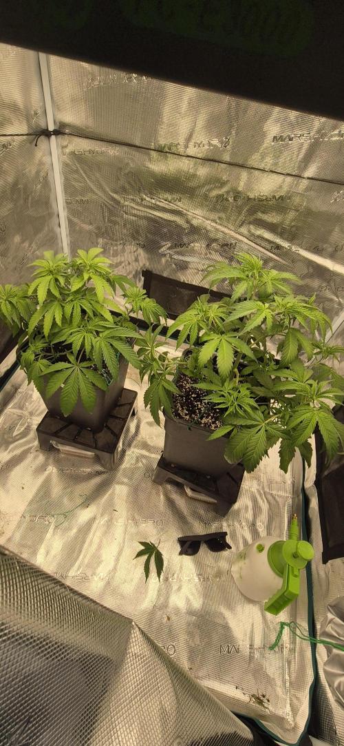 Ganja Farmer Seedtest RS11 B. Week 7